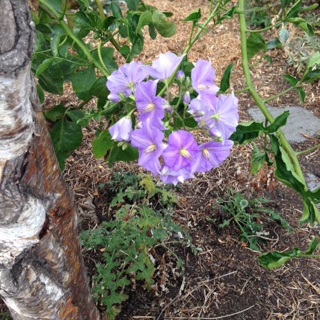 Flower 2 Flower 2