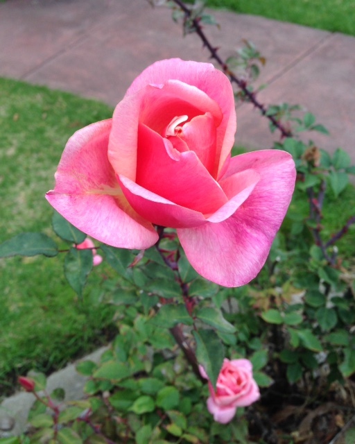 Flower 11 Flower 11