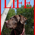 LIFE2.jpg