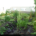 菜園-2.jpg
