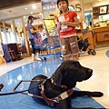 導盲犬-1.jpg
