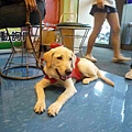 導盲犬-6.jpg