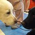 導盲犬-7.jpg