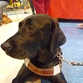 導盲犬-12.jpg