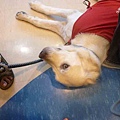 導盲犬-13.jpg