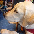 導盲犬-14.jpg