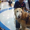 導盲犬-16.jpg