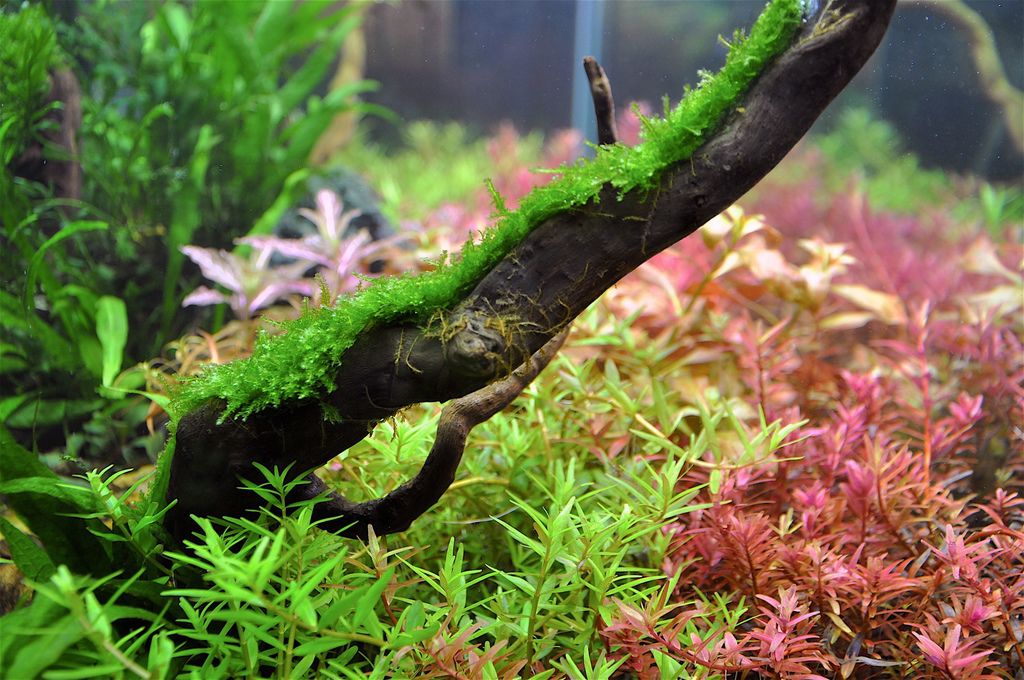 DSC_0096.JPG DSC_0096.JPG