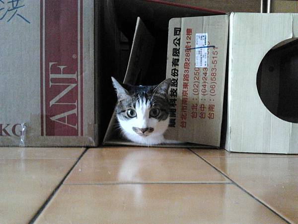 545139_362788447114418_105446982_n