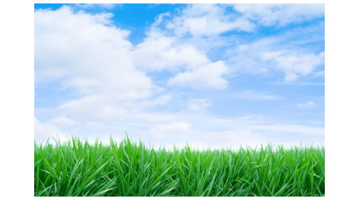 green-grass-blue-sky.jpg