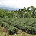 還有許多的茶園