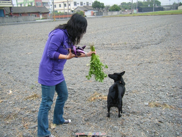 拿臭菜給布丁