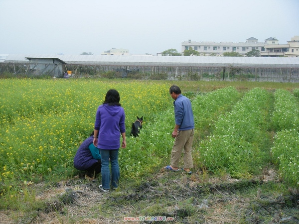 應該是油菜花吧XD