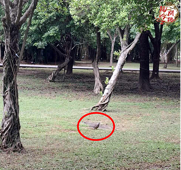 大安森林公園|幼兒園主題教學戶外資源探索|親親文化戶外研習|