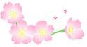 櫻花