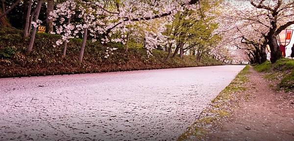 日本青森 櫻 弘前公園 弘前城 散策 絕美壯觀櫻花隧道 浪漫夜櫻 我心目中第一名的賞櫻名所 1904 0429東北賞櫻 東京紫藤10天day6 1 Open江的美食旅遊記事簿