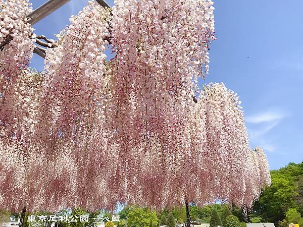 東京 足利花卉公園紫藤花 世界十大夢幻景點 必賞紫藤花海 含交通及門票資訊 1904 0429東北賞櫻 東京紫藤10天day9 2 Open江的美食旅遊記事簿 東京 足利花卉公園紫藤花 世界十大夢幻景點 必賞紫藤花海 含交通及門票資訊 1904 0429東北賞櫻 東京紫藤10天day9 2 Open江的美食旅遊記事簿