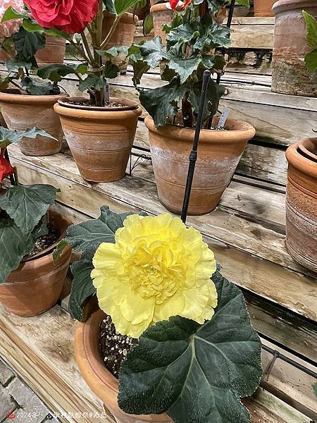 IMG_5950.JPG IMG_5950.JPG