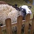 親近人的羊兒