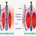 肌肉收縮幫助血液回流圖