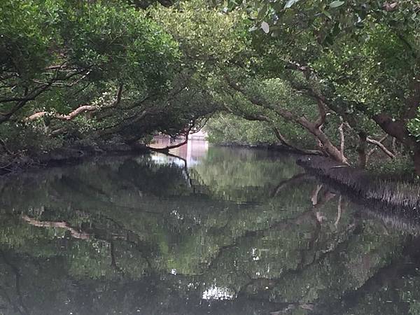 台江四草綠色隧道-天使之吻 台江四草綠色隧道-天使之吻