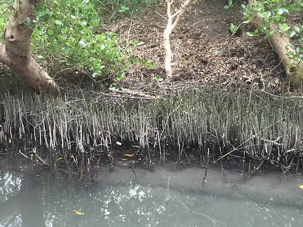 台江四草綠色隧道3 台江四草綠色隧道3