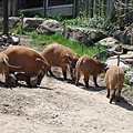 toronto zoo