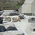 white bear