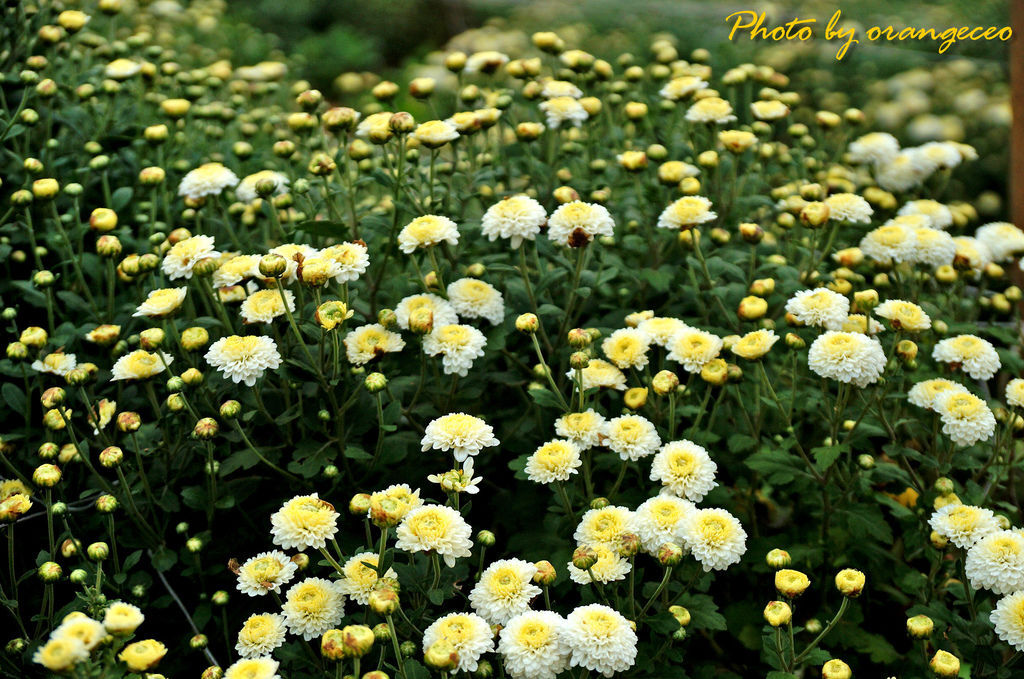 DSC099050 DSC099050