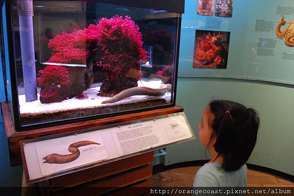 Cabrillo Marine Aquarium 001