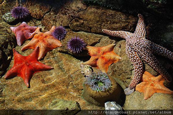 Cabrillo Marine Aquarium 014