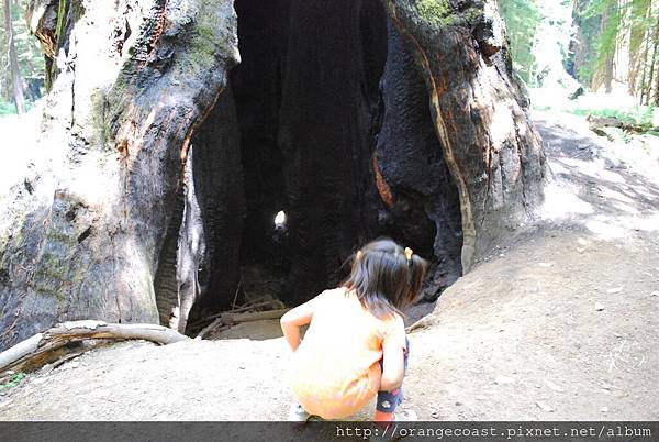 Montgomery Woods 2014-07-26 037