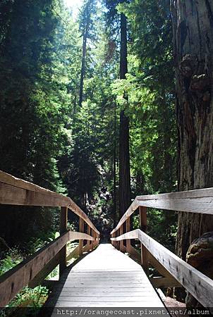 Montgomery Woods 2014-07-26 122