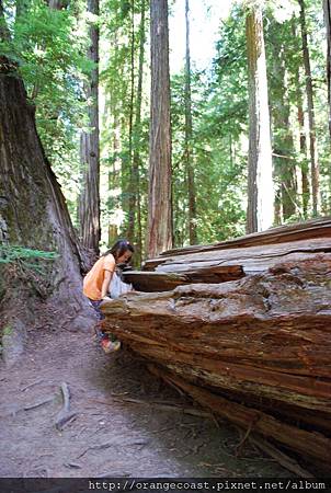 Montgomery Woods 2014-07-26 224