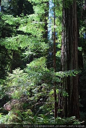 Montgomery Woods 2014-07-26 154