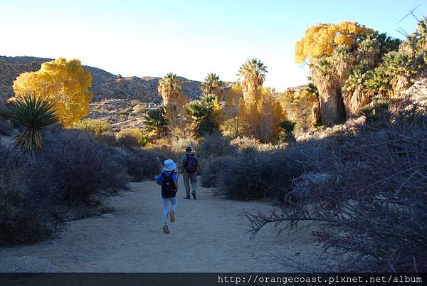 Joshua Tree 2015-11-23 143