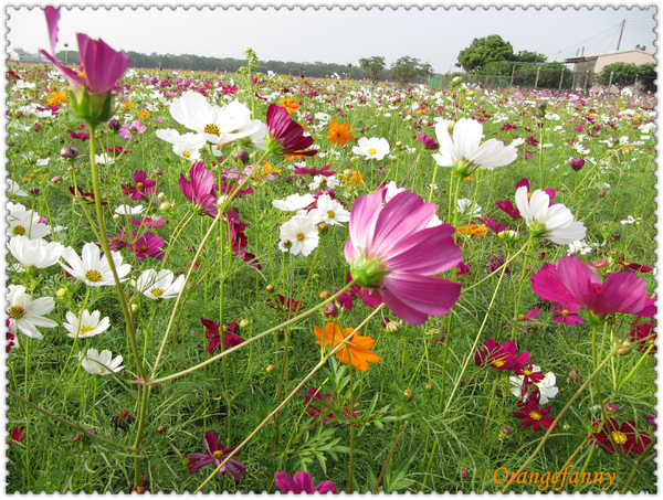 09橋頭 花田喜事-11.jpg