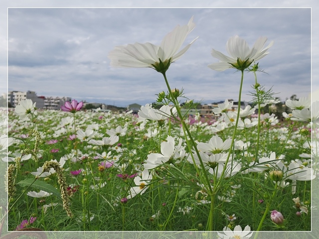 蘆竹花海節11.JPG 蘆竹花海節11.JPG