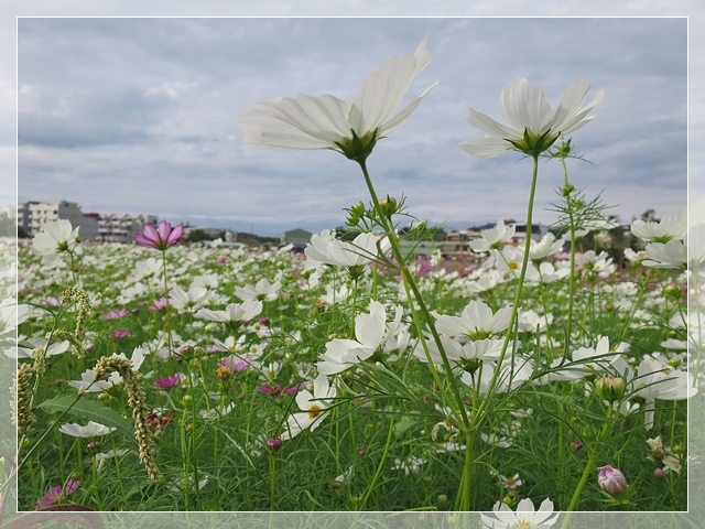 蘆竹花海節11.JPG