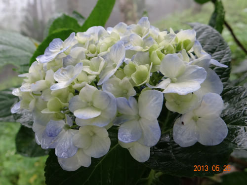 森林中紫色仙子 紫陽花開 Orchid9507的部落格 痞客邦 森林中紫色仙子 紫陽花開 Orchid9507的部落格 痞客邦