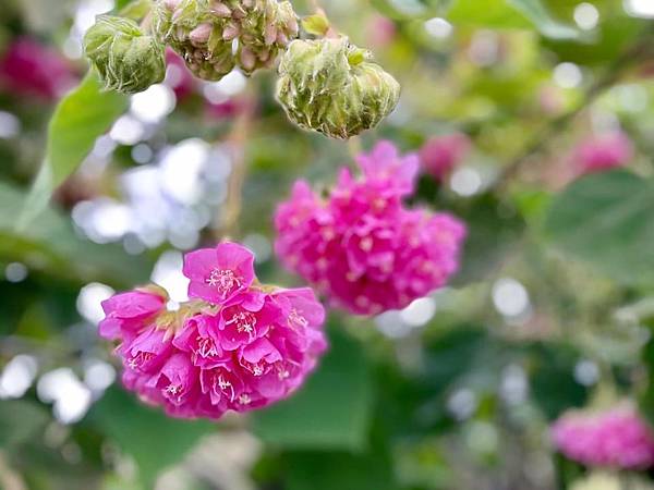 23A51A7B-25D0-4E95-A36D-AC0EDFA9215F.jpeg 23A51A7B-25D0-4E95-A36D-AC0EDFA9215F.jpeg