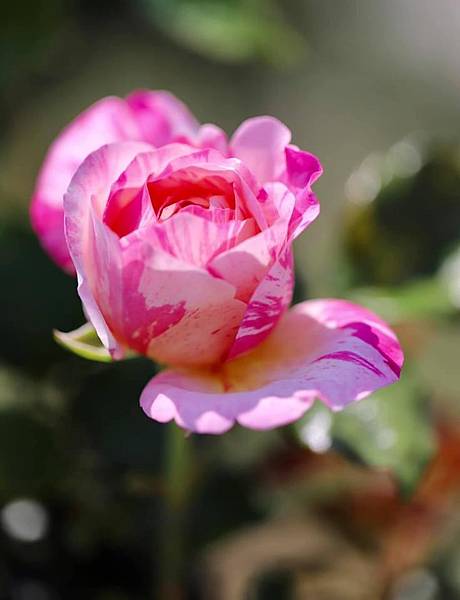 0B664C40-6136-44E2-8964-013076375A71.jpeg 0B664C40-6136-44E2-8964-013076375A71.jpeg