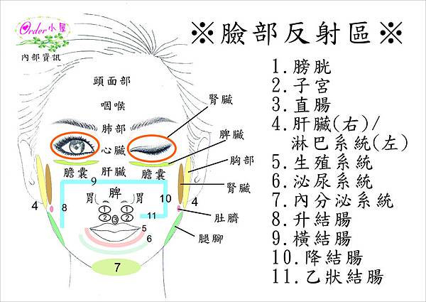 臉部反射區～