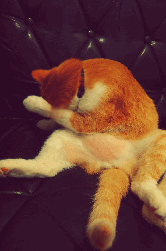 【台北】捷運國父紀念館站 - Toast Chat 肥貓咪餐廳/美味早午餐