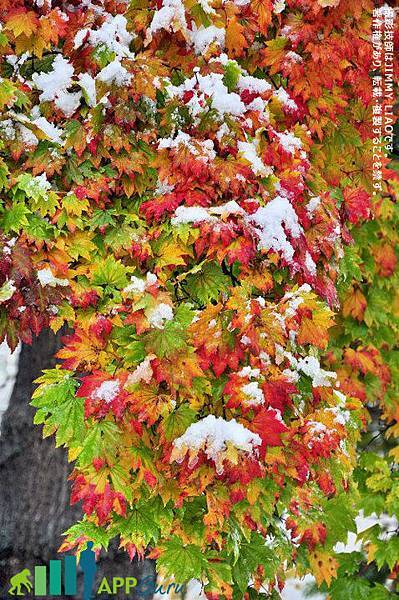 北海道 札幌 北海道大學楓紅雪景