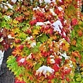 北海道 札幌 北海道大學楓紅雪景