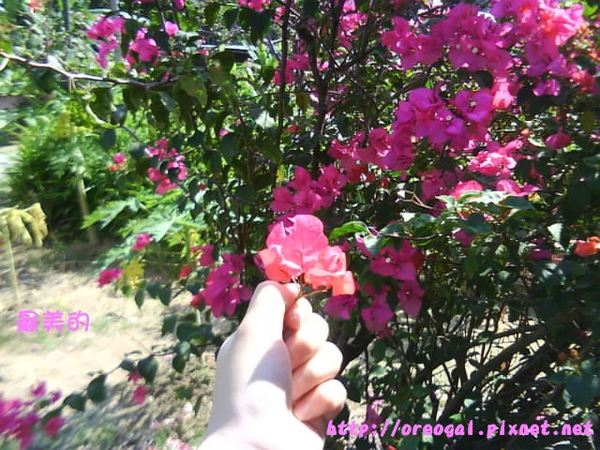 PINK FLOWER 