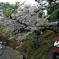 alishan_day1-DSC_0516