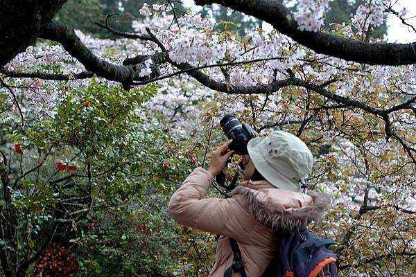 alishan_day1-DSC_0531