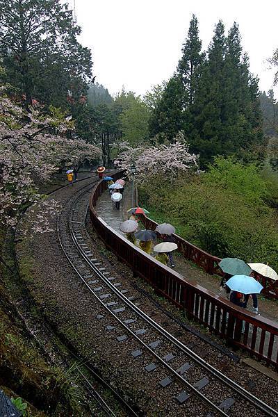 alishan_day1-DSC_0627